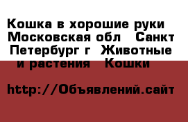 Кошка в хорошие руки - Московская обл., Санкт-Петербург г. Животные и растения » Кошки   